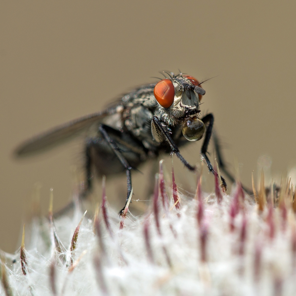 la mouche & la bulle.jpg