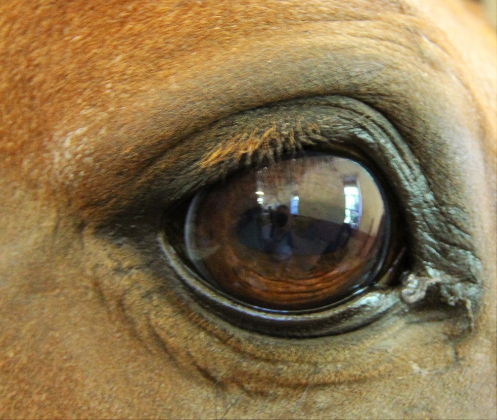 oeil_du_cheval.JPG