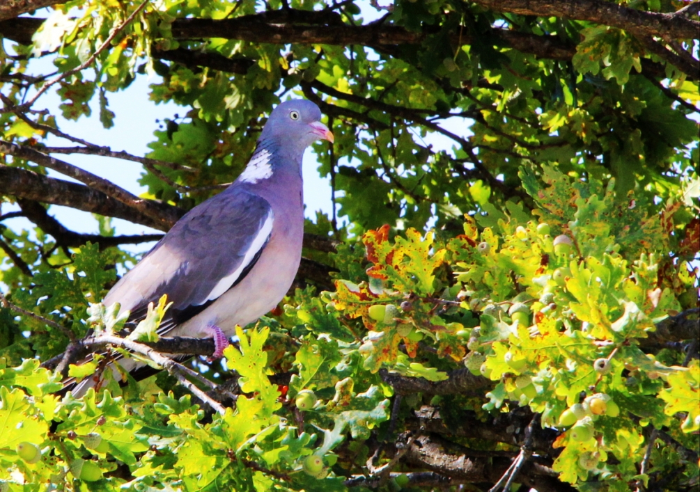 pigeon_hdr_1.JPG
