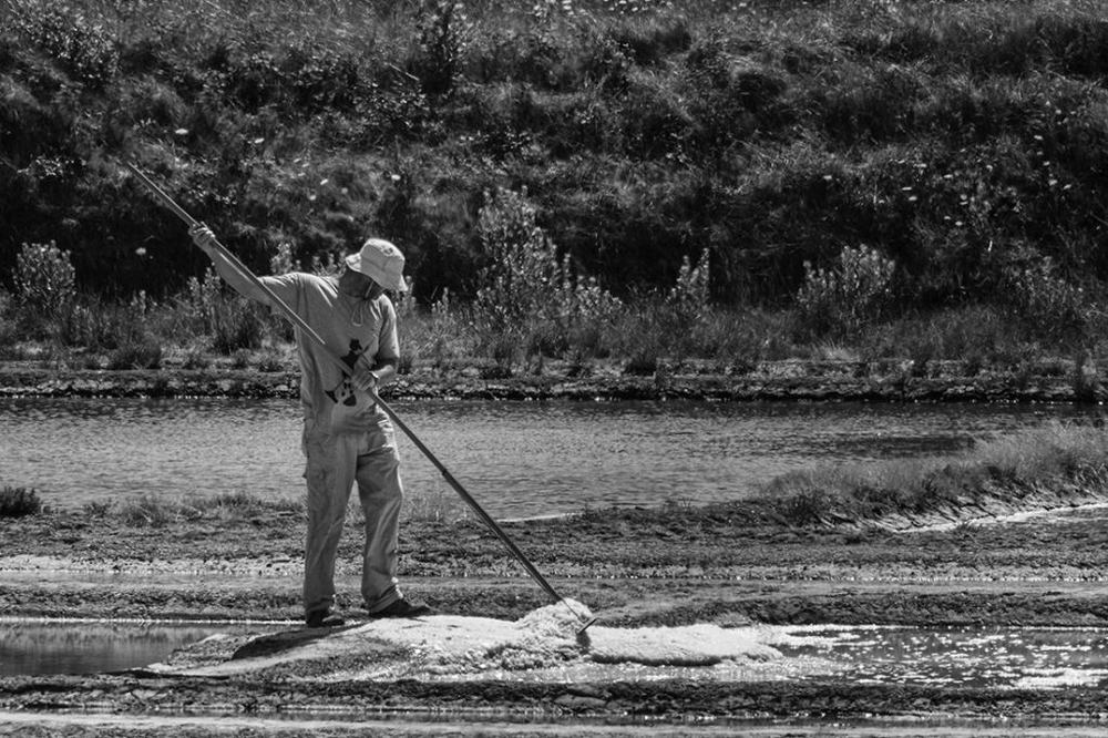 Ceuillir la fleur de sel