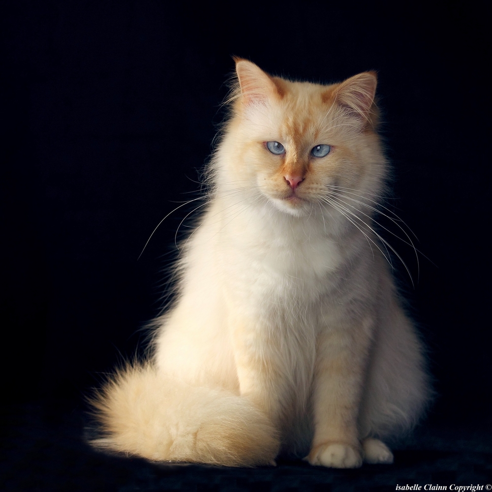 Joystick, sacré de Birmanie