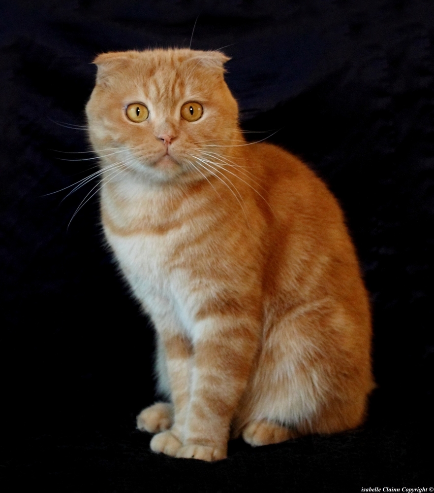 Elliot, le scottish fold