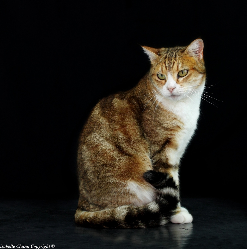 Darwin, chat de gouttière
