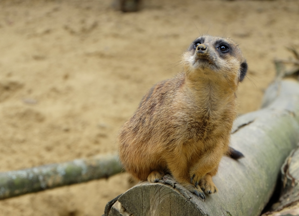 suricate2.jpg