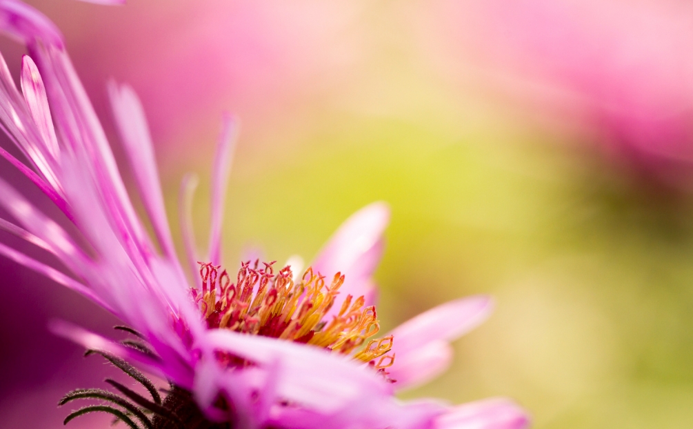 170924_tests-flash-macro-41_1500b.thumb.jpg.2604f904ba95d6cb443df5373bb0309d.jpg