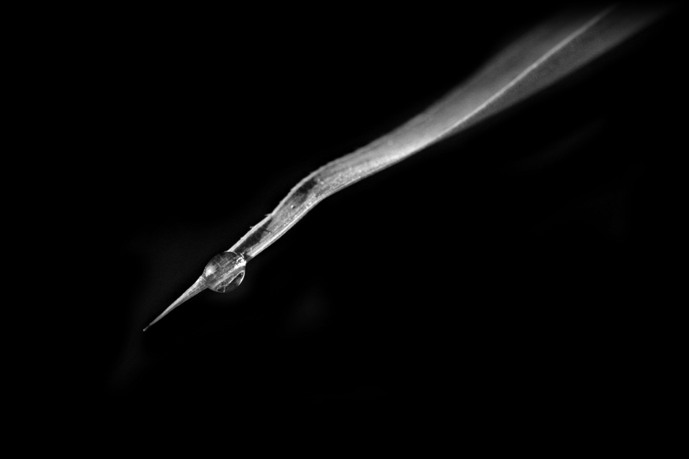5243noiretblanc.jpg