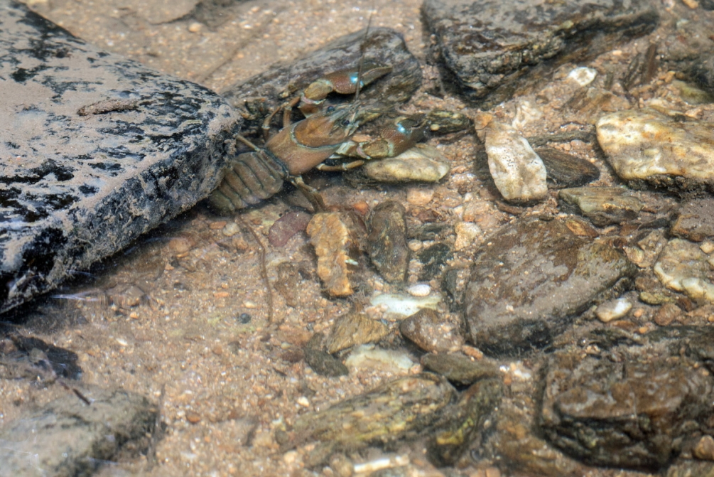 écrevisse signal .jpg