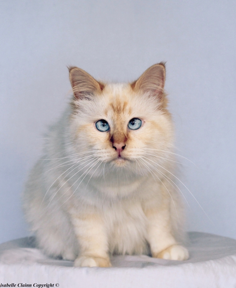 chat sacré de Birmanie 1.JPG