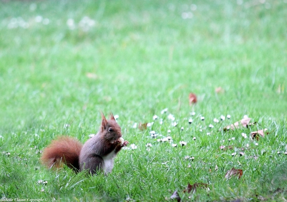 110ecureuil - Copie f2p.JPG
