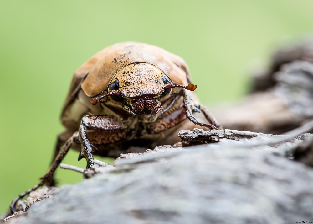 59b7ea9bd7d0a_07-05-2017ScarabeMarronREDUC-1.thumb.jpg.b070d7de86136d642466fb17f970cbfc.jpg