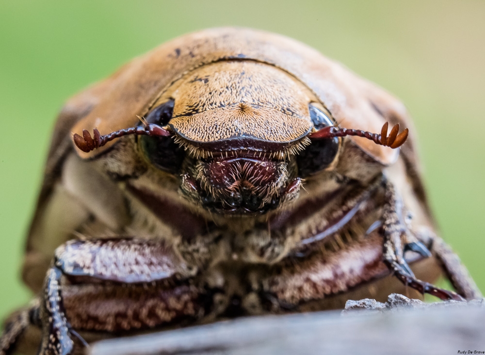 07-05-2017 Scarabe Marron REDUC-2.jpg