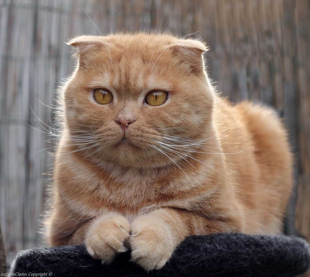 chat scottish fold.JPG