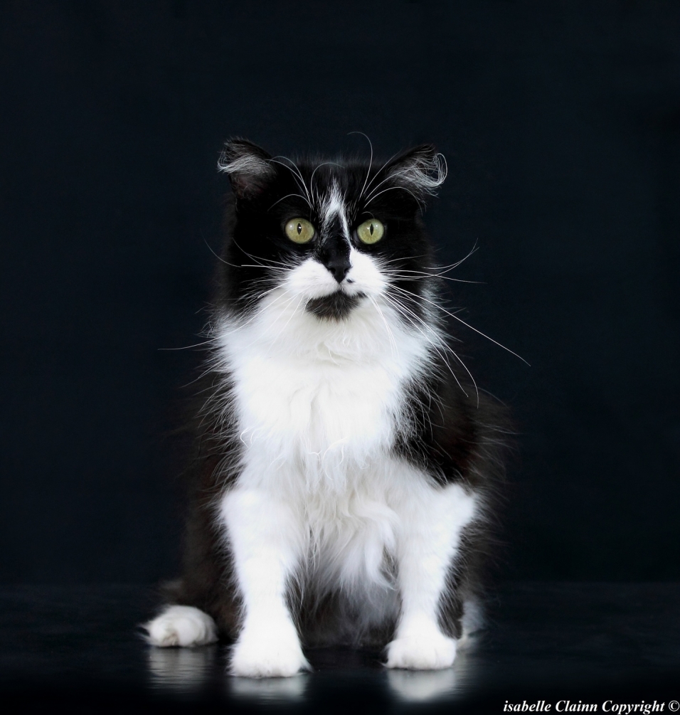 Chat angora M2.JPG