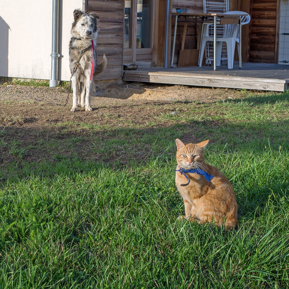 entre chien et chat.jpg
