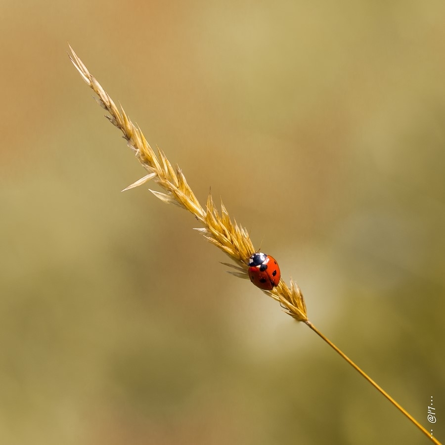 59bcd3cf7e5b7_avantmarthod001-1(Copier).thumb.JPG.595e6852ebc469b5c3032c4b051a3204.JPG