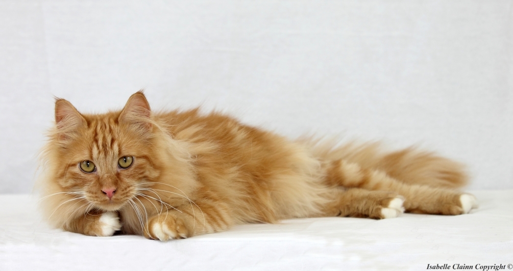 chat allongé Smoothie.JPG