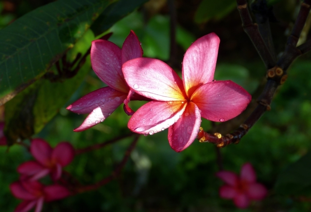 FrangipanierRouge1Yvon (1).JPG