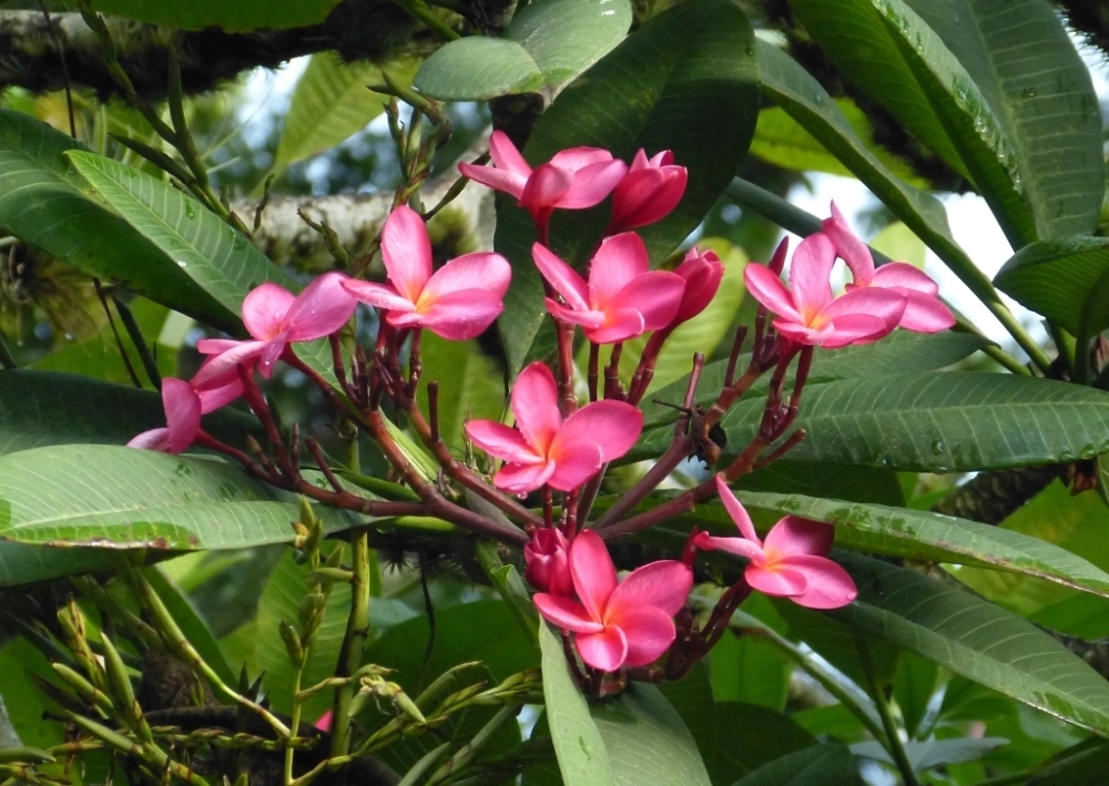 FrangipanierRouge1Yvon (2).JPG