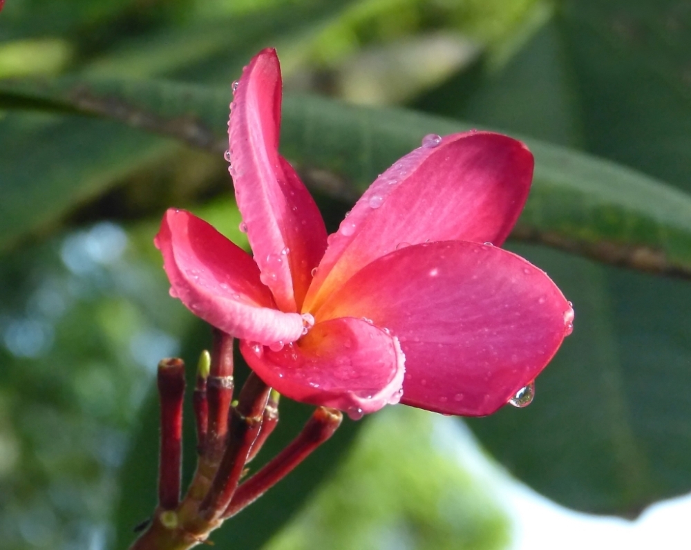 FrangipanierRouge1Yvon (3).JPG