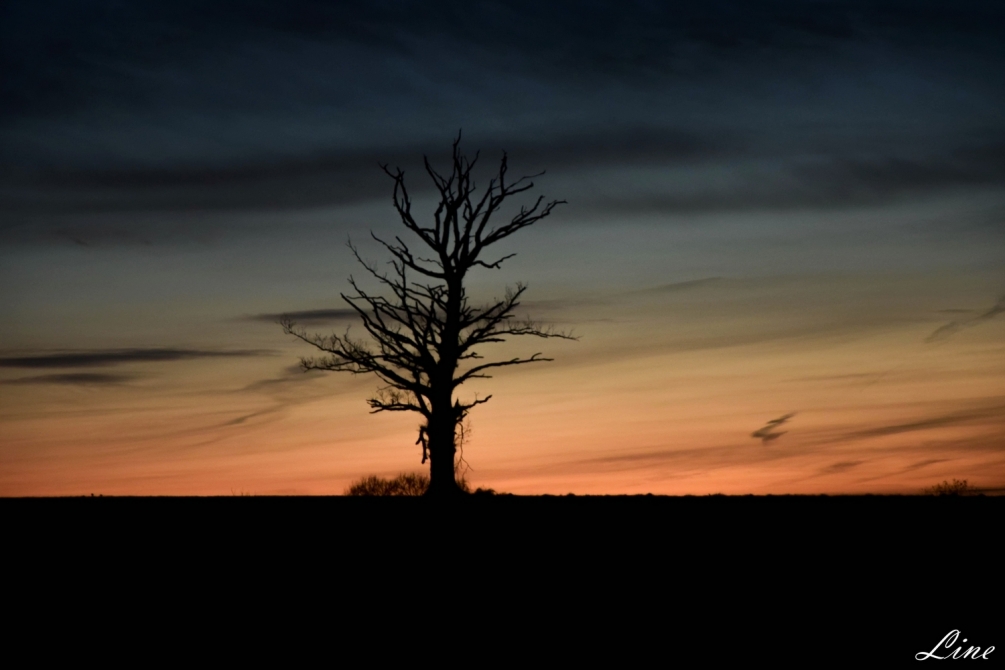 arbre mort.JPG