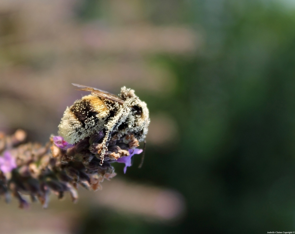 abeille pollen.JPG