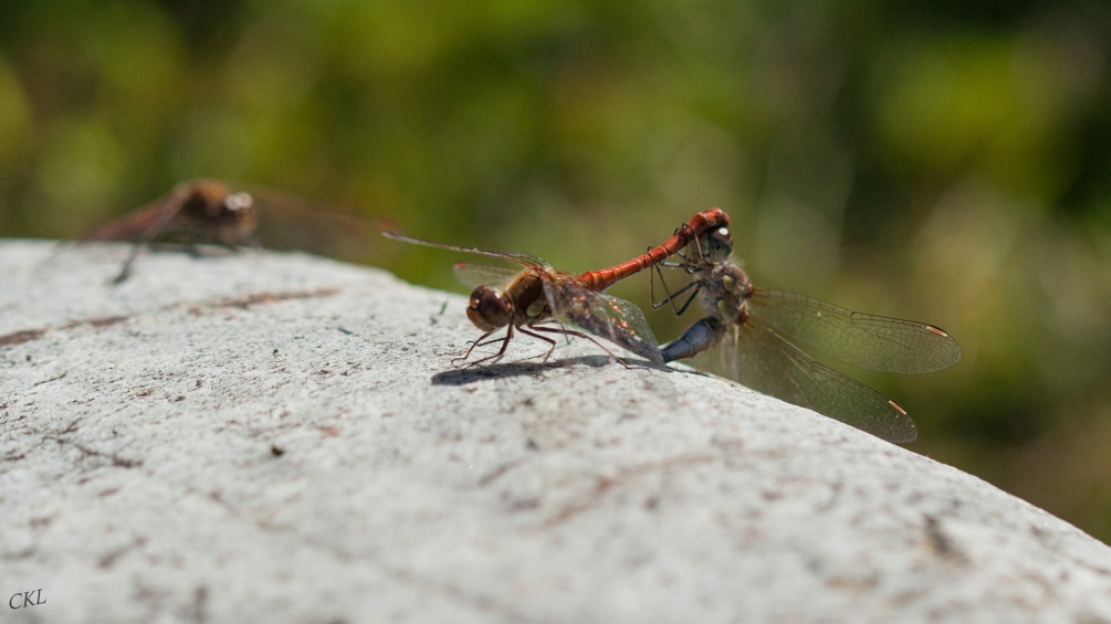 libellule mi mi IMG_0494.jpg