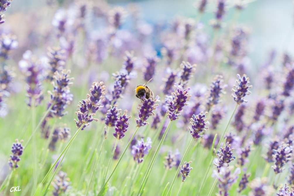 Lavande_abeille_IMG_8969_modifié-1.jpg