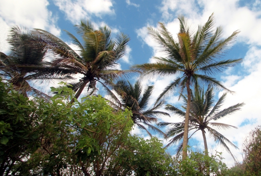 CielCocotiers1.jpg