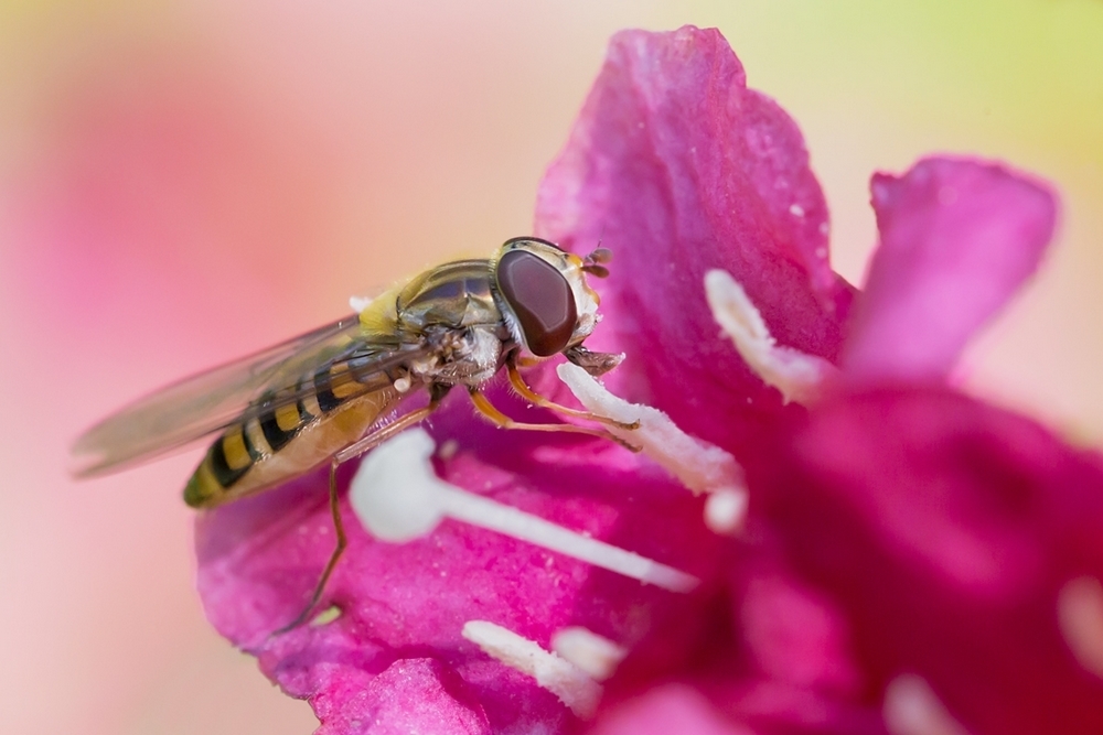 abeille.jpg