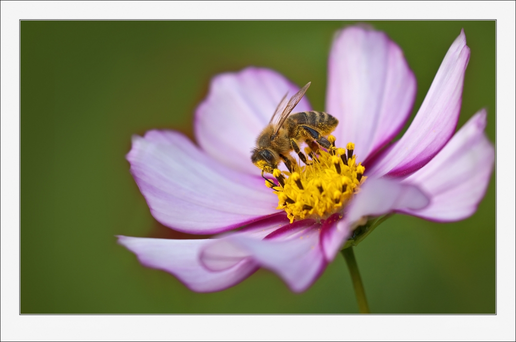abeille_03.thumb.jpg.697a8d7cae14547b24b9b48211440b1b.jpg