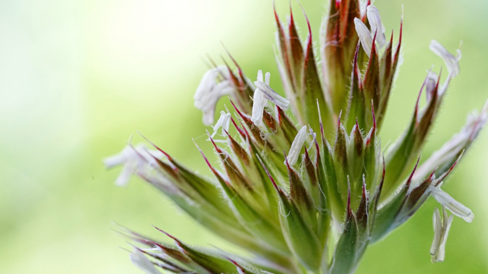 fleur_herbe02.jpg