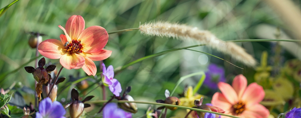 fleurs.jpg