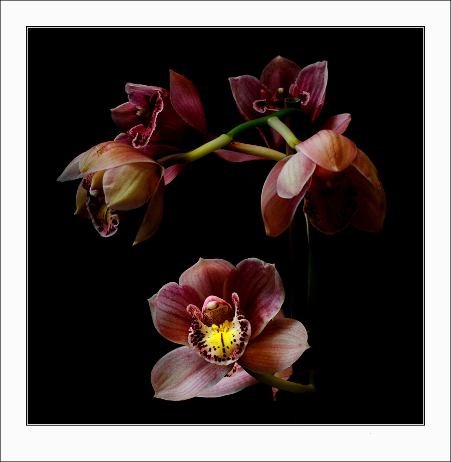 orchidee_koinberg.thumb.jpg.eeb096be728f579941842b9743e65da7.jpg