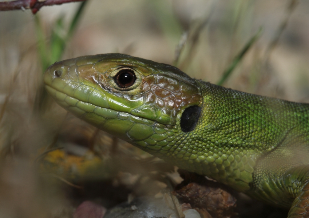 Lézard vert.JPG