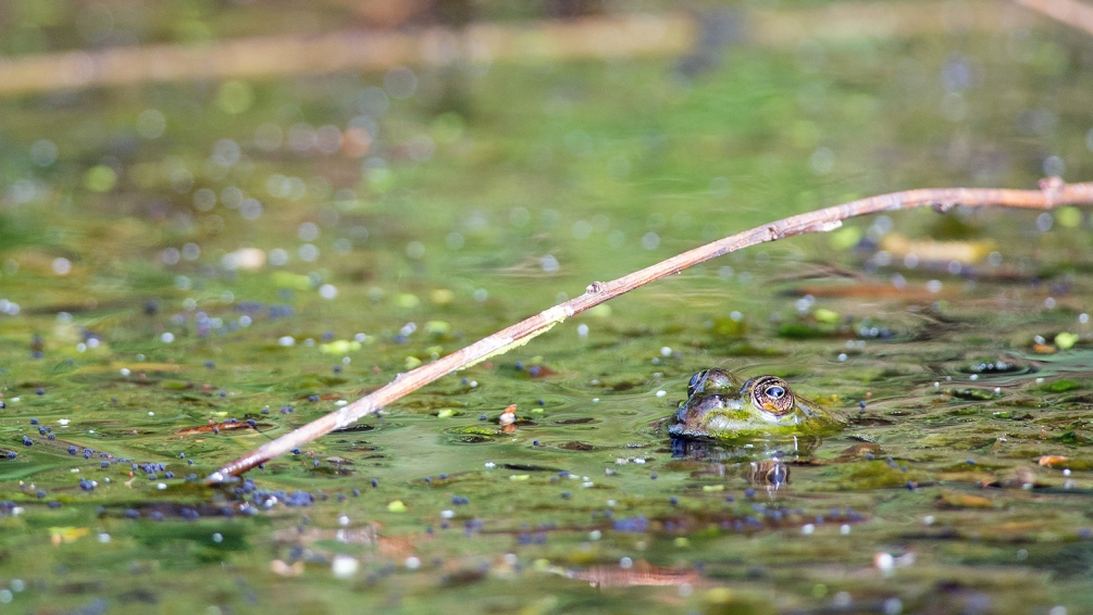 grenouille c1.jpg