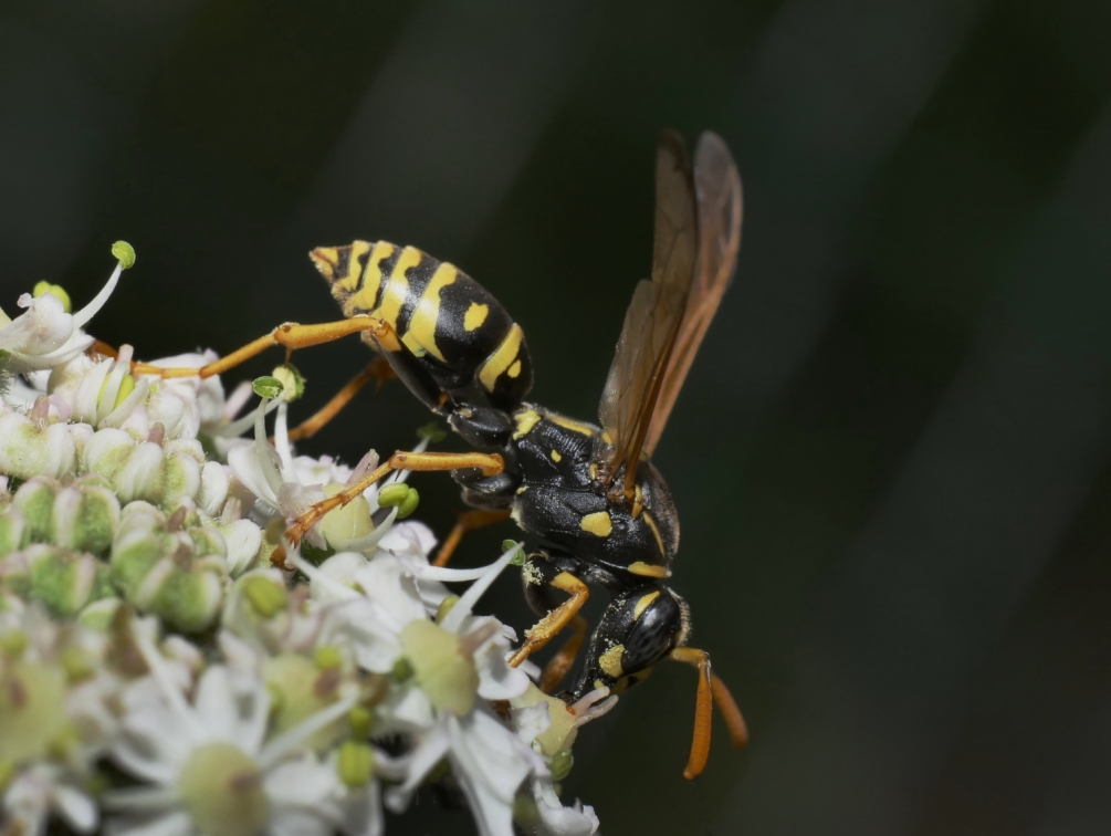 59d3b159edaf9_gupeetfleurs.thumb.JPG.1dc3765f8f421e1d077274fdeb8baeae.JPG