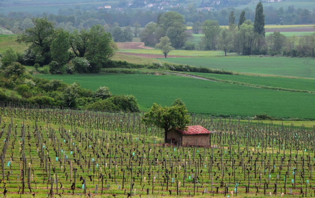 Dans les vignes.JPG