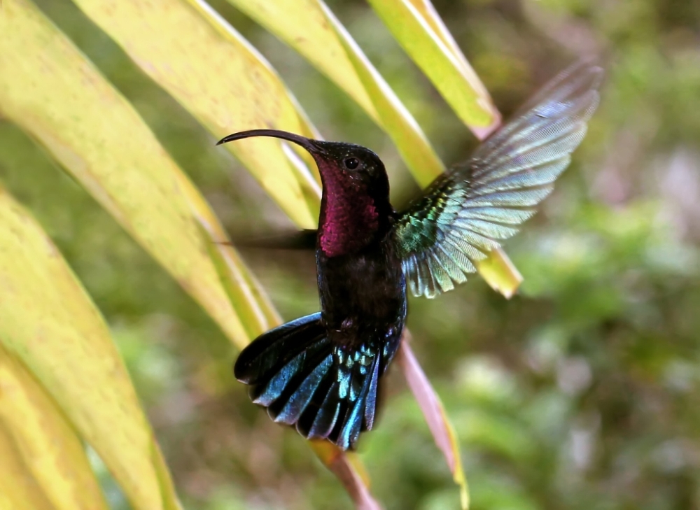 ColobriFlashé (3).JPG