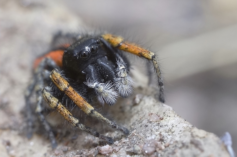 2 phylaeus chrysops.JPG
