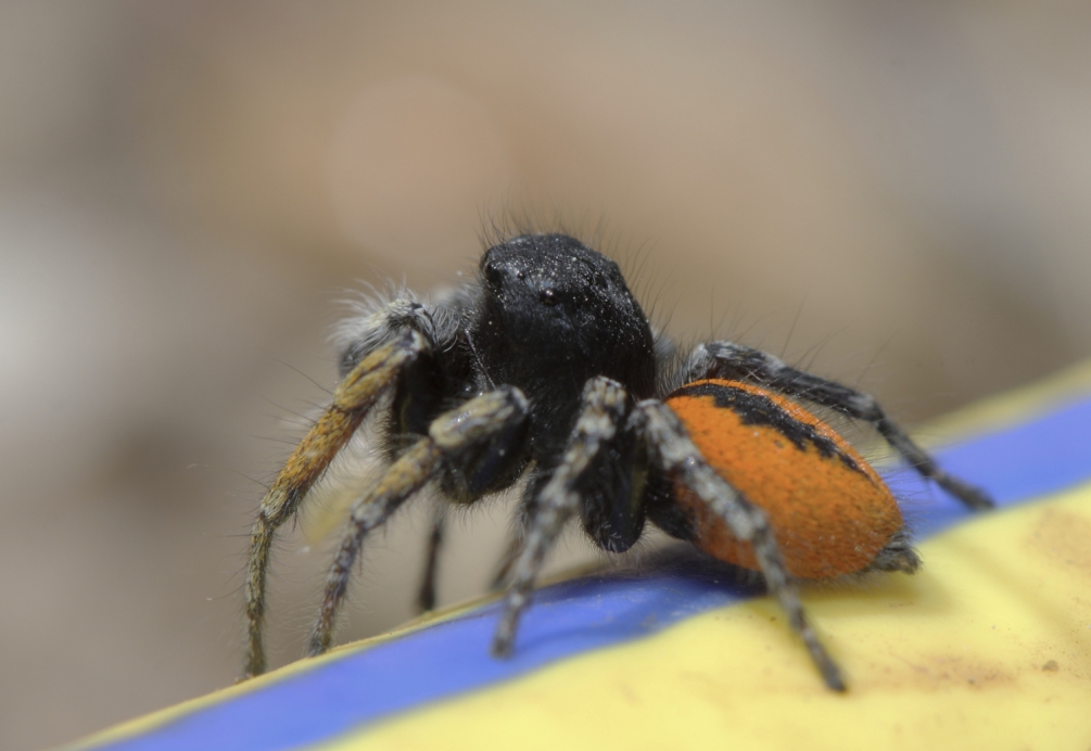 3 phylaeus chrysops.JPG