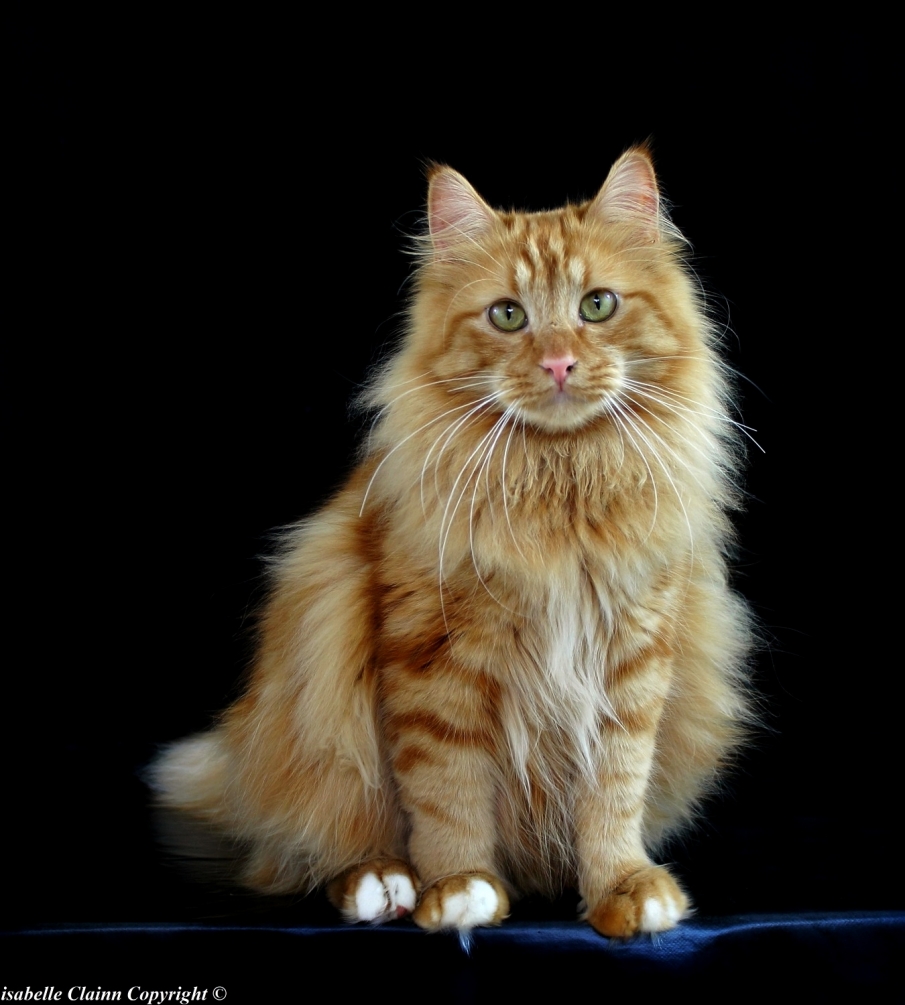 Chat angora S2 f2p.JPG