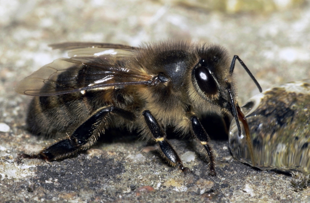 59d89430bf8dc_Apismellifera.thumb.JPG.4a2cf24579af09d30bcb4955021ba2e5.JPG
