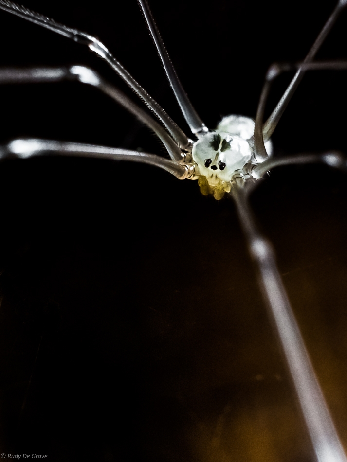 59d8dd32b2b82_Vacance2016Cristalspider-4.thumb.jpg.212ac5961d4ced6d26c024f395e18ad0.jpg