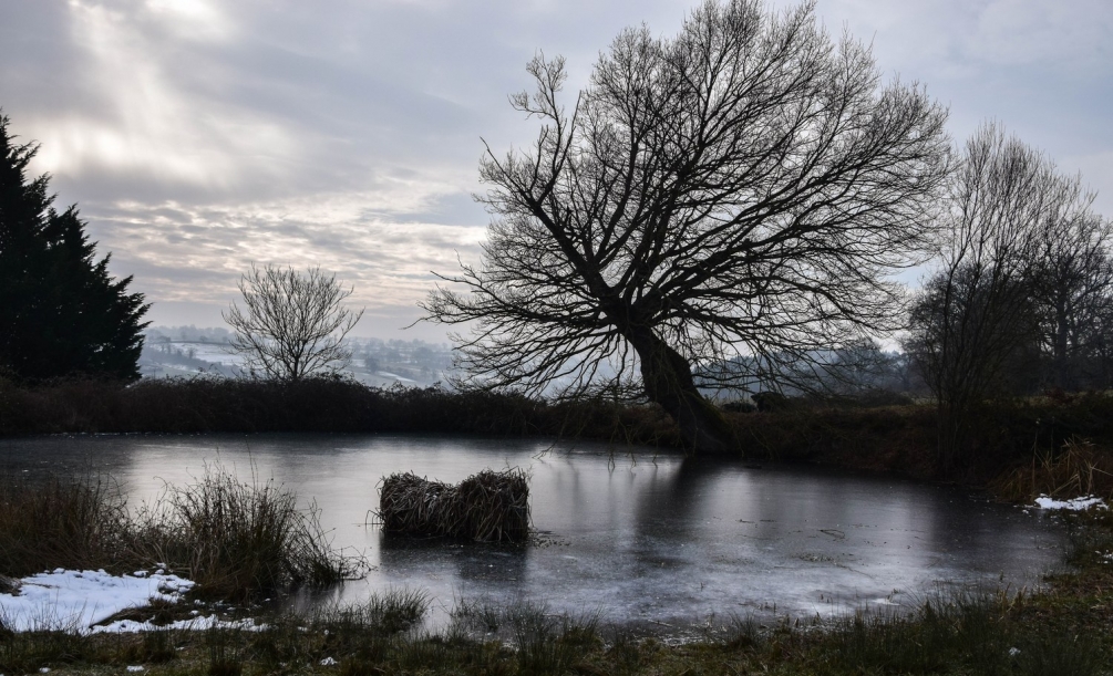 Le marais lugubre 2.JPG