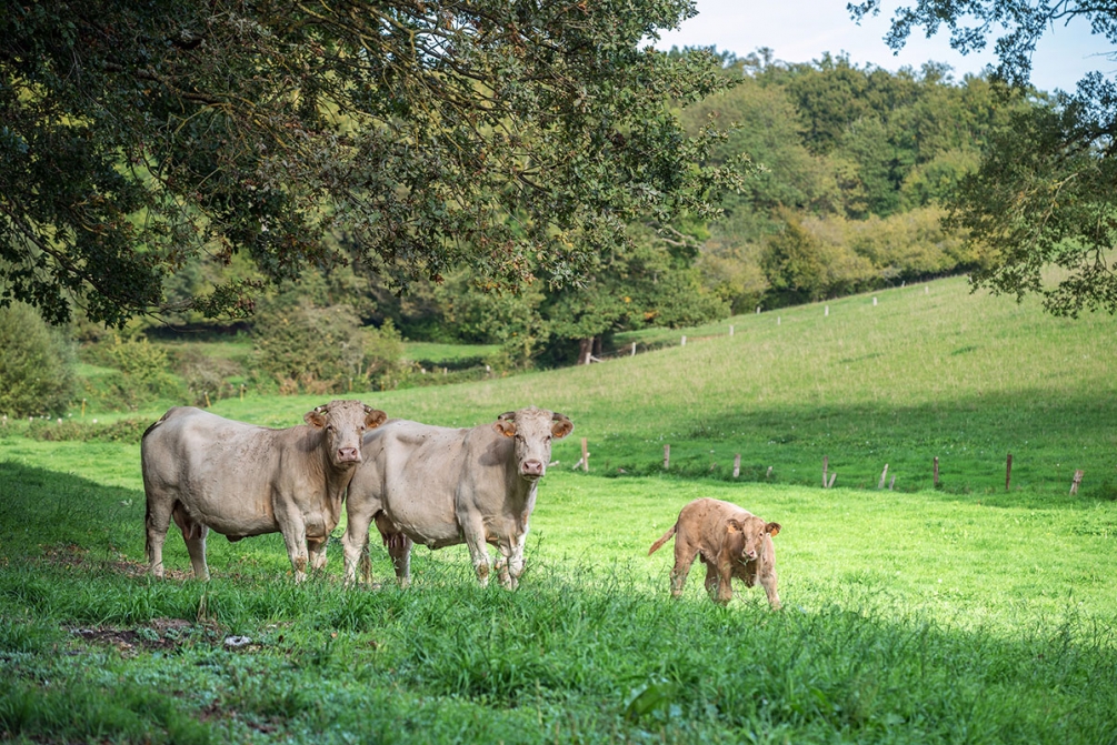 famille vache m1.jpg
