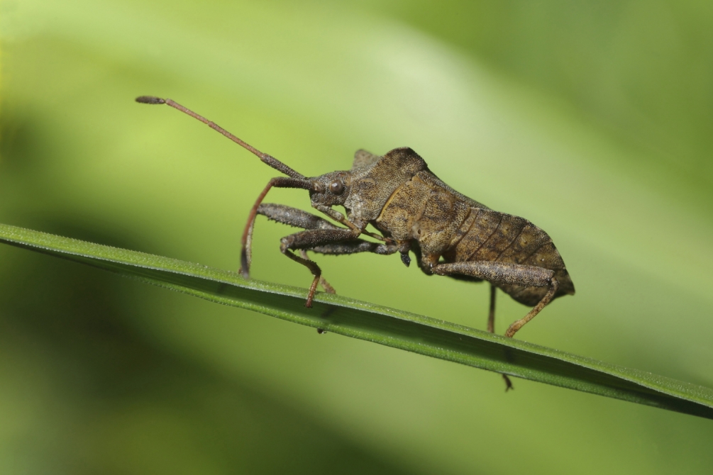59db9a1b4911a_Coreusmarginatus.thumb.JPG.8a1c970fa91cf929984b2427e17179e1.JPG