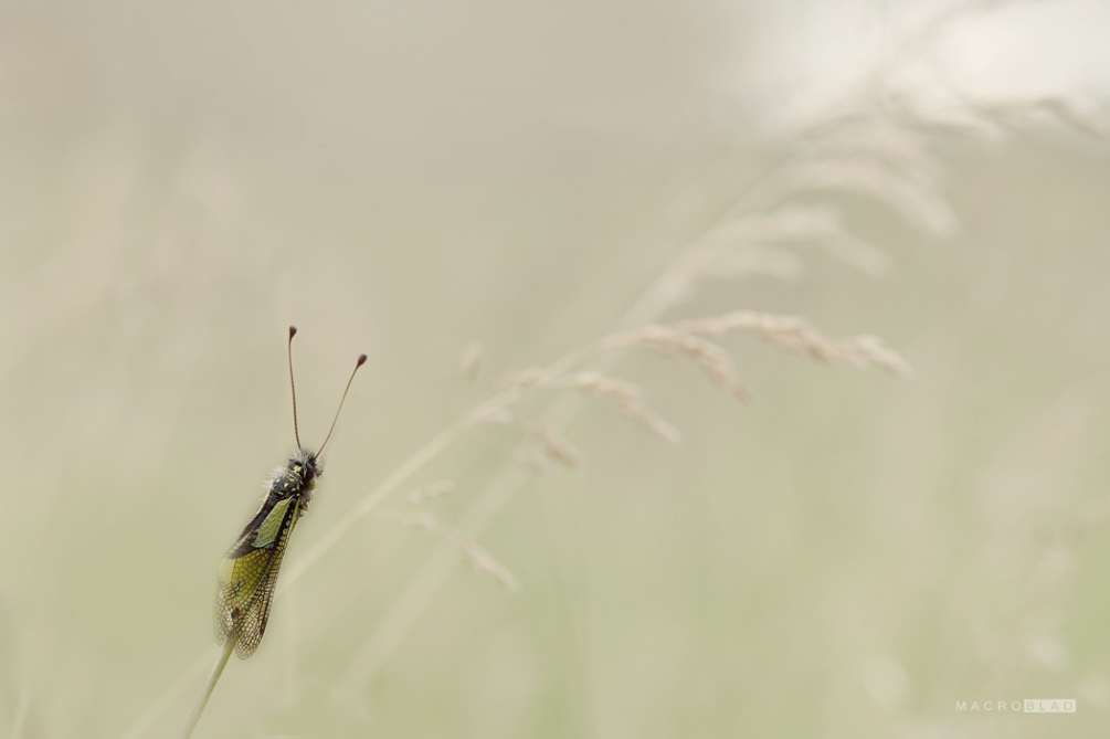 DSC_7692 a br.jpg