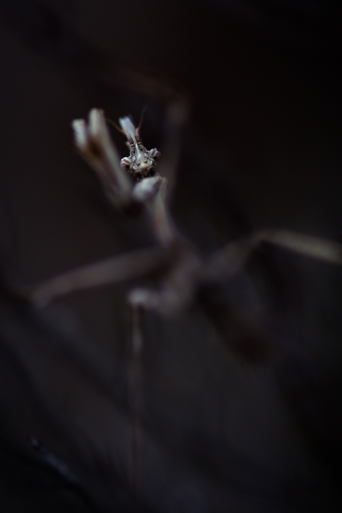 04122015-cédet macro-1424.jpg