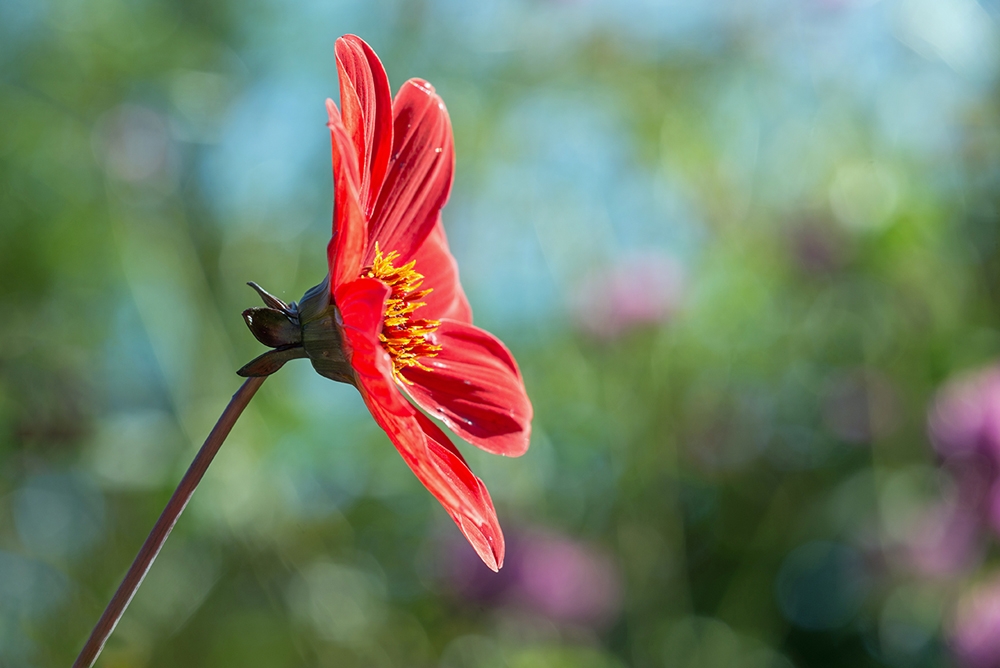 fleur rouge de profil.jpg