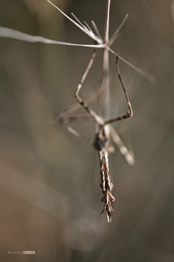 DSC_1794 a e.jpg